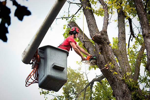 Best Stump Grinding and Removal  in Park City, MT